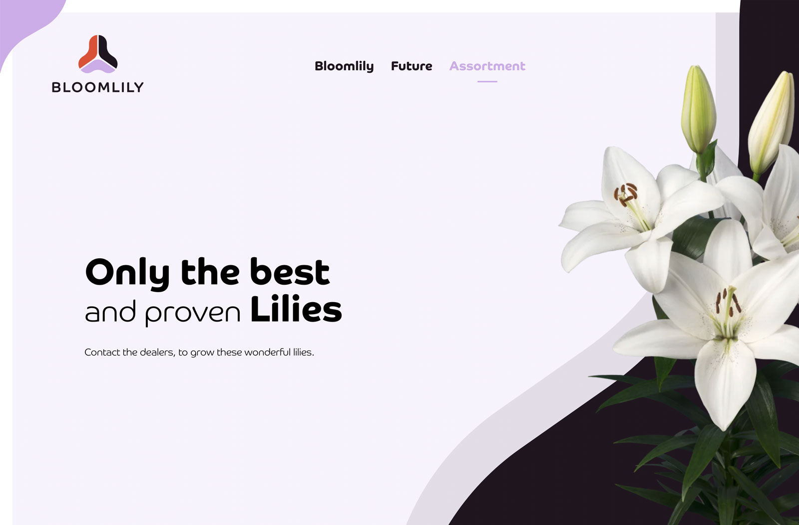 Assortiment Bloomlily