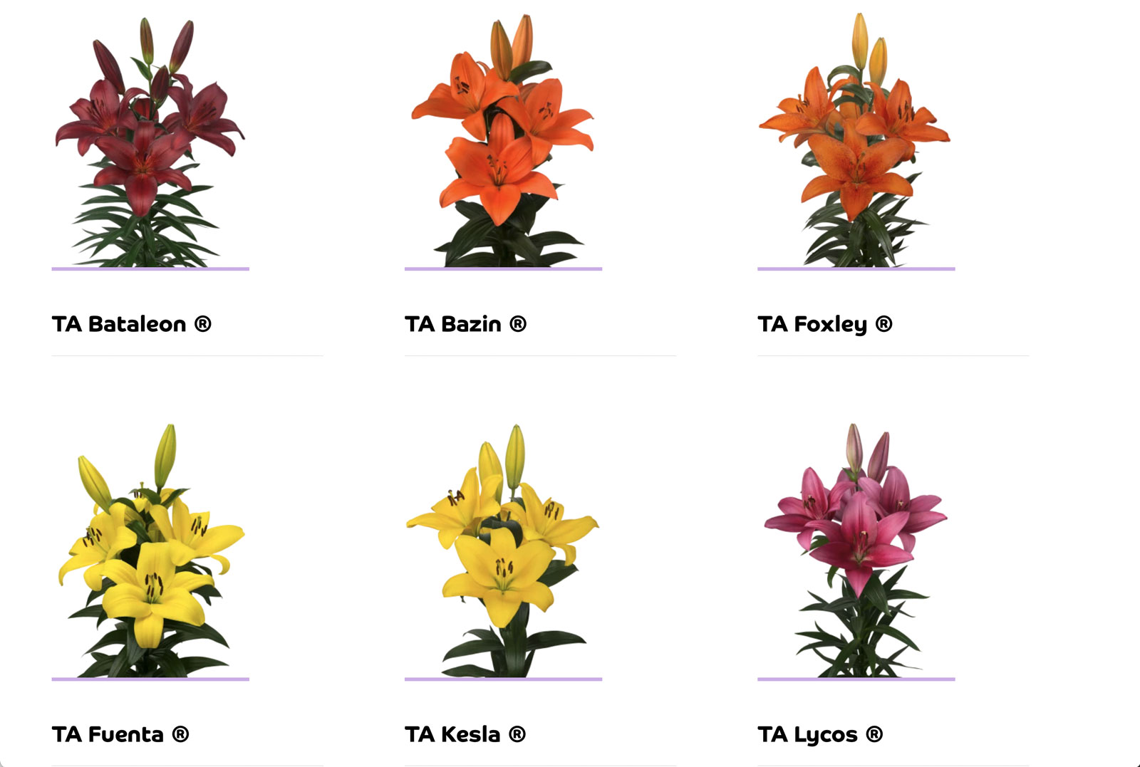 Lelie overzicht - website Bloomlily