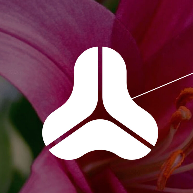 bloomlily-inspiratie-beeld